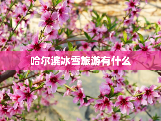 哈尔滨冰雪旅游有什么