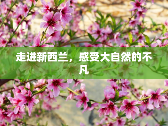 走进新西兰，感受大自然的不凡