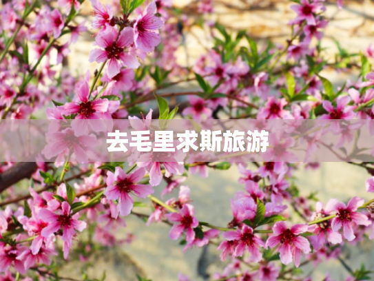 去毛里求斯旅游