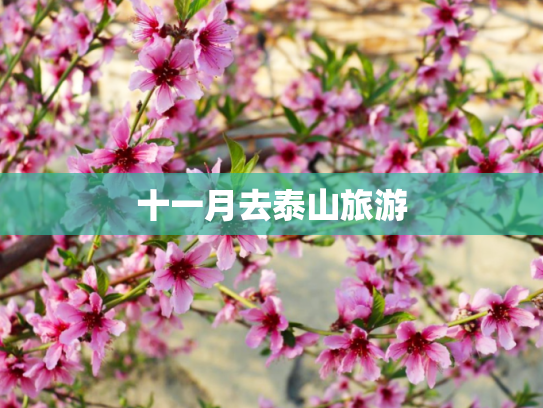 十一月去泰山旅游