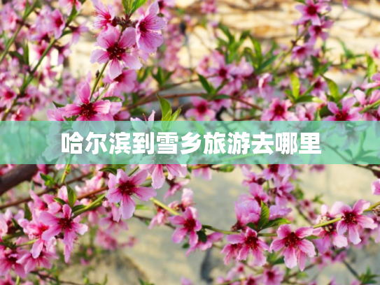 哈尔滨到雪乡旅游去哪里